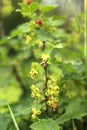 Photos of a young currant bush growing in the garden, farm. Growing currants. Green unripe currant berries on the bush. Berry Royalty Free Stock Photo