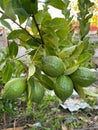 photos of young lemons, green lemon trees refreshing the view Royalty Free Stock Photo