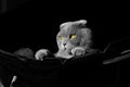 photoshoot scottish fold cat