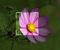 photoshop tools editing suite tool crop marquee rectangular adjust lighting contrast flower