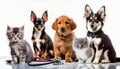 photoshot of 3 dogs and 2 baby cats with a sthetoscope in foreground on white background. Veterinary, dog health, animal care