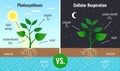 Photosynthesis Educational Posters Set Royalty Free Stock Photo