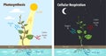 Photosynthesis accumulating sugar and cellular respiration fueling all plants functions day night 2 educational posters vector