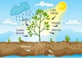 Photosynthesis as a process of tree produce oxygen using rain and sun. Diagram showing process of photosynthesis in