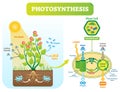 Photosynthesis biological vector illustration diagram with plan cell scheme. Royalty Free Stock Photo