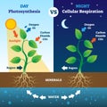 Photosynthesis And Cellular Respiration Comparison Vector Illustration.