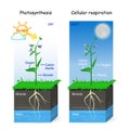 Photosynthesis and cellular respiration Royalty Free Stock Photo