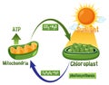 Photosynthesis and Cellular Respiration Diagram Royalty Free Stock Photo