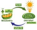 Photosynthesis and Cellular Respiration Diagram Royalty Free Stock Photo