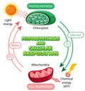 Photosynthesis and Cellular Respiration Diagram Royalty Free Stock Photo