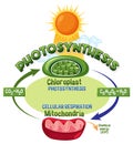 Photosynthesis and Cellular Respiration Diagram