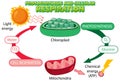 Photosynthesis and Cellular Respiration Diagram