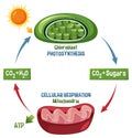 Photosynthesis and Cellular Respiration Diagram