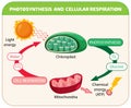 Photosynthesis and Cellular Respiration Diagram