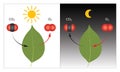 Photosynthesis and Cellular Respiration Process of Plant during day and night time
