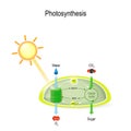 Photosynthesis in a chloroplast Royalty Free Stock Photo