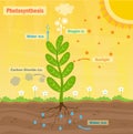 Photosynthesis Royalty Free Stock Photo