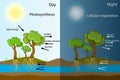 Photosynthesis diagram. Process of plant produce oxygen. Photosynthesis process labelled.