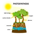 Photosynthesis diagram. Process of plant produce oxygen. Photosynthesis process labelled.