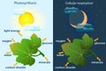 Photosynthesis diagram. Process of plant produce oxygen. Photosynthesis process labelled.