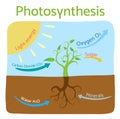 Photosynthesis diagram. Schematic vector illustration of the photosynthetic process.