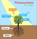 Photosynthesis diagram. Schematic vector illustration of the photosynthetic process.