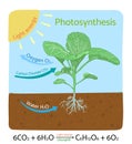 Photosynthesis diagram. Schematic vector illustration.