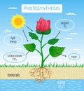 Photosynthesis Educational Poster