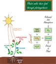 Photosynthesis Illustration Royalty Free Stock Photo
