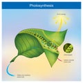 Photosynthesis illustration info graphic.