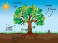 Photosynthesis illustration whit tree Royalty Free Stock Photo