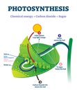 Photosynthesis leaf vector illustration. Labeled educational process scheme Royalty Free Stock Photo