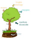 Photosynthesis plan text Royalty Free Stock Photo