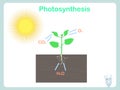 Photosynthesis of plant. Colorful illustration on white