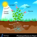 Photosynthesis in Plant Royalty Free Stock Photo