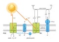 Photosynthesis process diagram, design equation co2 02 chlorophyll, sunlight ,water, plants