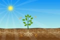 Photosynthesis process with a green plant and shiny sun vector. Green plants are getting energy and nutrition from the sun and