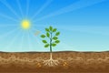 Photosynthesis process with green tree and shiny sun and hard soil vector. A tree gets nutrition from the sun and soil. A green