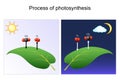 Photosynthesis process. leaf of plant. day and night Royalty Free Stock Photo