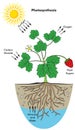 Photosynthesis process in plant infographic diagram