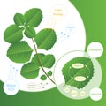 Photosynthesis process in plant. Plants make food using sunlight. Biology scheme of photosynthesis for education