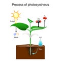 Photosynthesis Process in plants Royalty Free Stock Photo