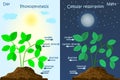 Diagram of plant photosynthesis. Photosynthesis explanation science. Royalty Free Stock Photo