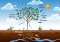 Photosynthesis process. Tree produce oxygen using rain and sun. Diagram showing process of photosynthesis in plant