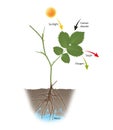 Photosynthesis is the process by which plants use sunlight, water, and carbon dioxide