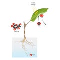 Diagram of plant photosynthesis. Illustration for biology