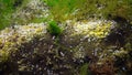 Photosynthesis in the sea, oxygen bubbles synthesized by algae. Green and red algae on underwater rocks