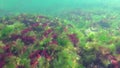 Photosynthesis in the sea, underwater landscape. Green, red and brown algae on underwater rocks Enteromorpha, Ulva, Ceramium,