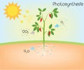 Photosynthesis vector diagram