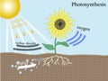 Photosynthesis Royalty Free Stock Photo